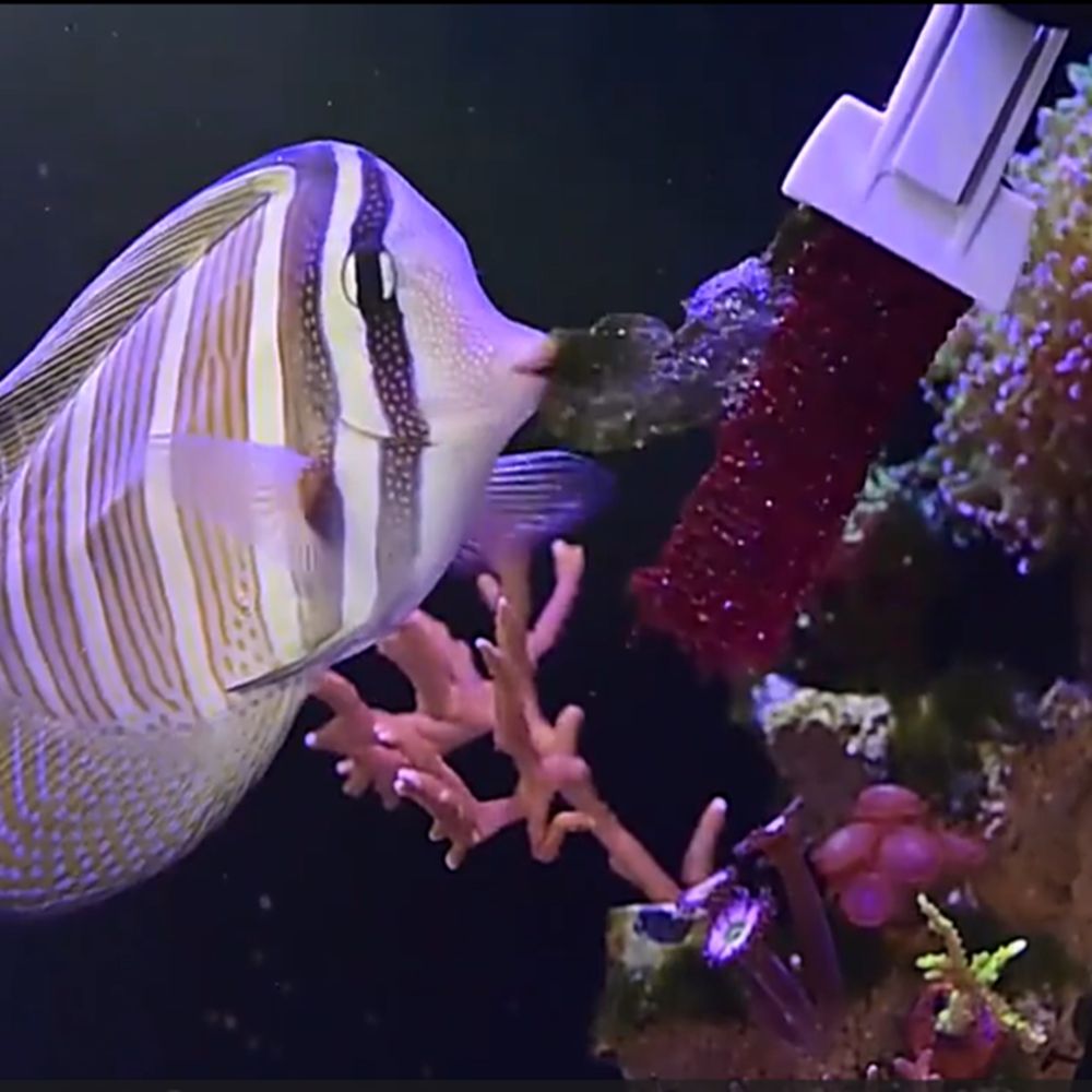 자석식 어항 해초/채소 클립, 튼튼한 수족관 조류 먹이 - Aquarium Marine Services 리뷰 및 가격
