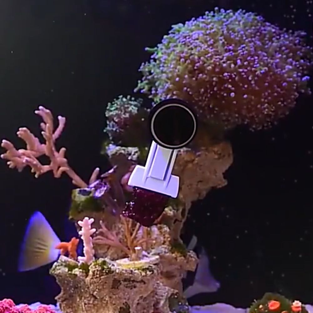 자석식 어항 해초/채소 클립, 튼튼한 수족관 조류 먹이 - Aquarium Marine Services 리뷰 및 가격